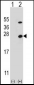 ATP5O Antibody (N-term)
